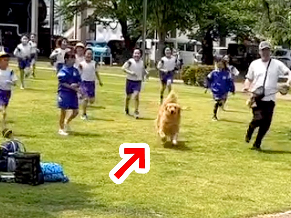 大型犬を散歩中、遠足中の小学生集団と出会い→『走って！』と言われた結果…とんでもなく平和な『愛おしい光景』が16万再生「素敵」「人気者」