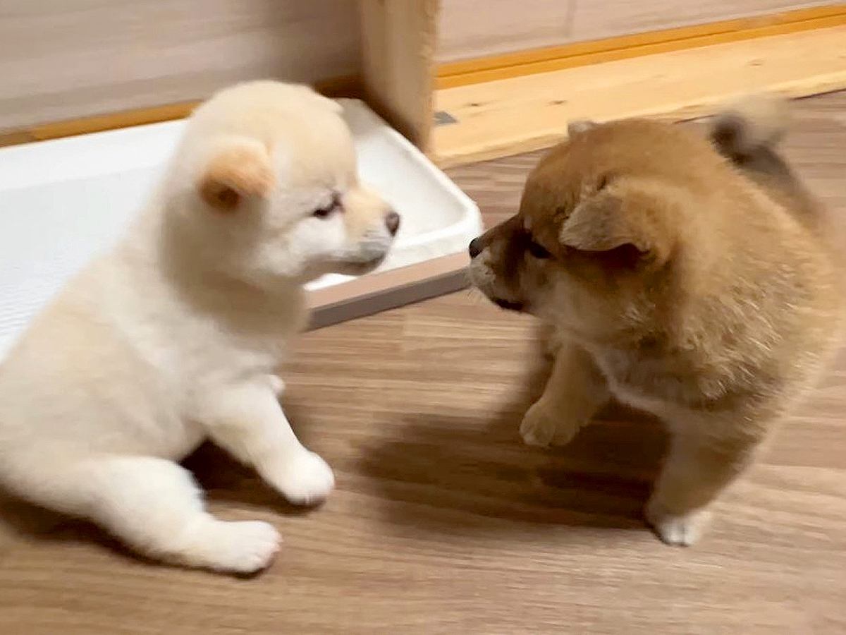 生後35日目の赤ちゃん犬たち→目が合った瞬間…ずっと見ていたい『元気いっぱいすぎる行動』が13万再生「尊い…」「教育が素晴らしい」と反響