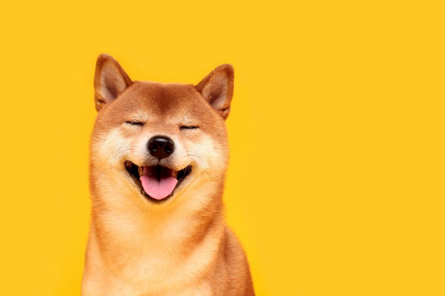 犬に『感謝の気持ち』を伝える方法5選　ありがとうを伝えるために飼い主が意識すべきポイントとは？