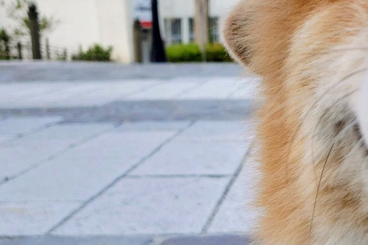 『坂で犬の写真を撮りたいだけなのに…』思っていたのと違う"可愛すぎる勘違いと表情"に７万いいね集まる「純粋すぎてｗｗ」「天使だ…」と絶賛