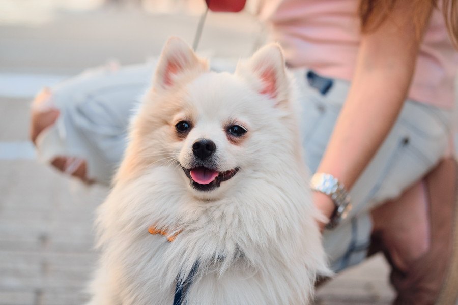 何が犬を落ち着かせる？散歩中の犬の脈拍についての興味深いリサーチ