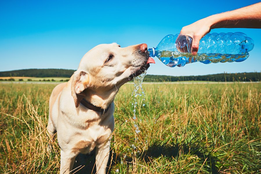 犬の脱水症状｜症状の種類や原因、対処法や病院につれていく目安まで解説