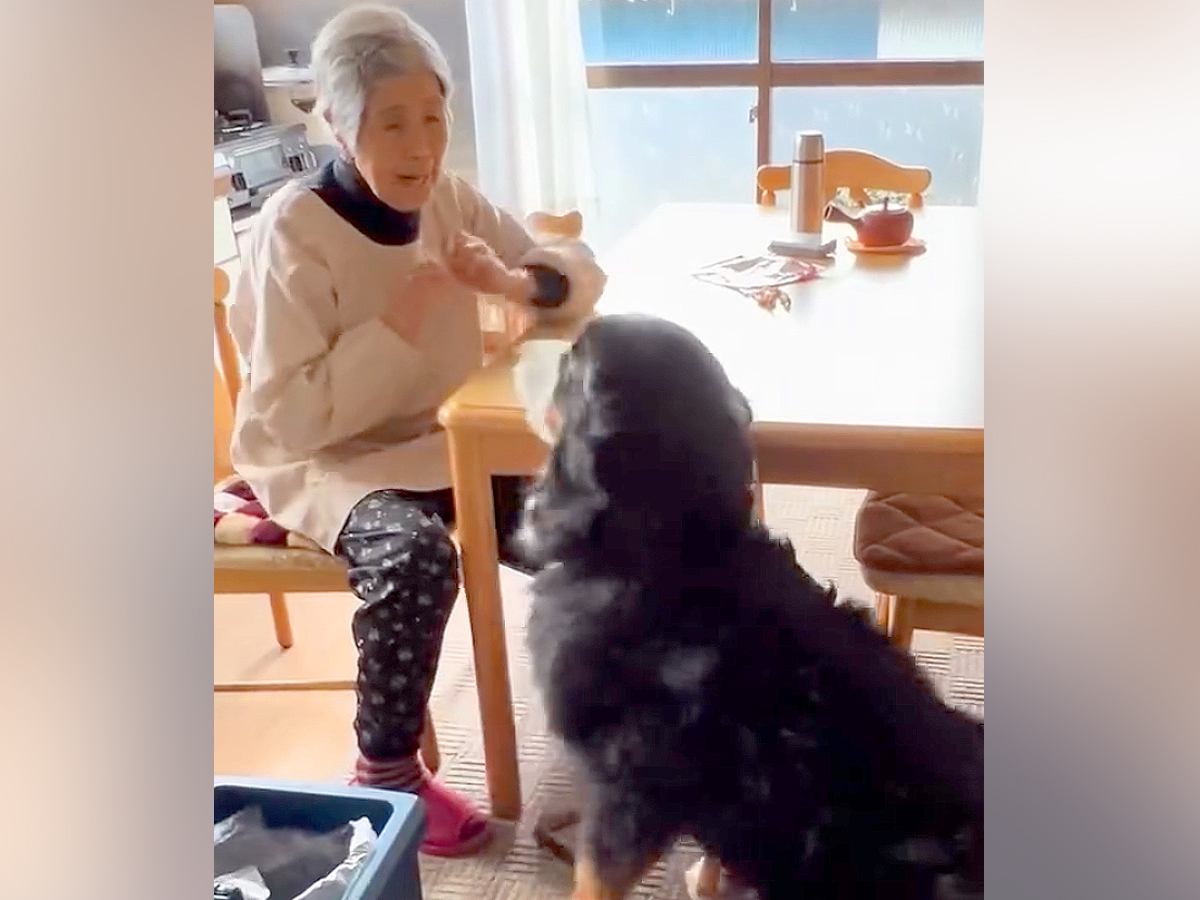 おばあちゃんの家に遊びに行った大型犬→会った瞬間に…可愛すぎる『ふたりの恒例行事』が45万再生「大好きなんだね」「最高コンビ」と絶賛