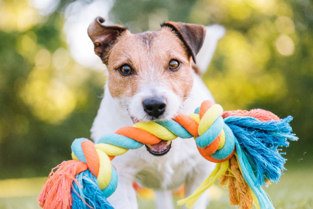 犬にも『好きな色』がある？おすすめの3つの色と好まれる理由を解説