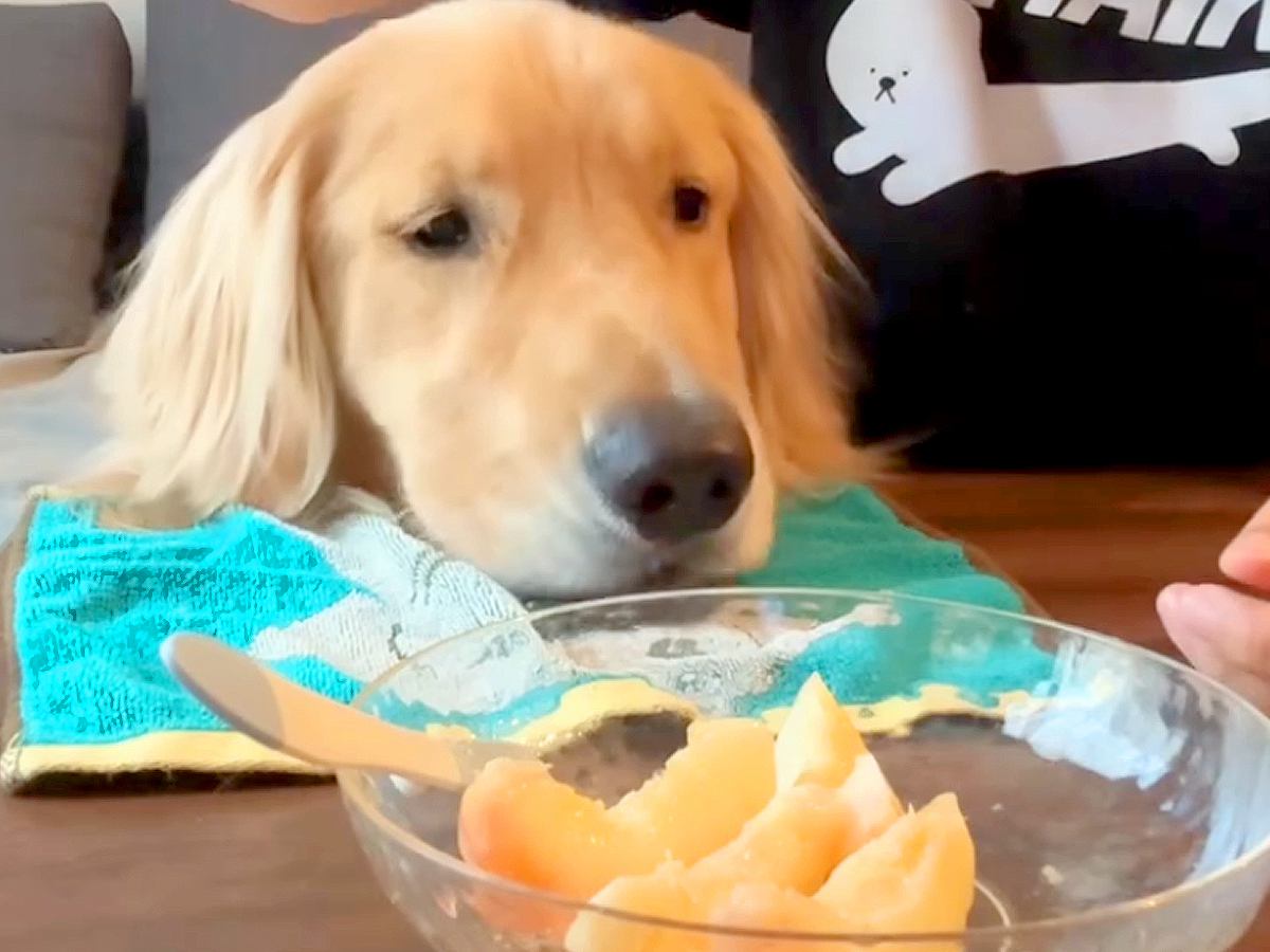 『桃食べる？』と大型犬に聞いてみたら…まるで人の子どものような『分け合って食べる光景』が66万再生「表情可愛すぎ」「最後の1個ガン見ｗ」