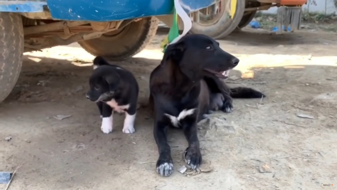 「涙が止まらない…」「人間も見習わなきゃ」野良犬からのSOS！　ネパールでの厳しくも美しい子育てに143万人感涙