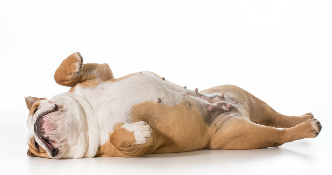 犬が仰向けになる理由とは？しぐさに隠された心理と正しい接し方を解説