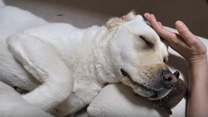 おやすみなさい♪飼い主さんにアシストされて快眠するワンちゃん