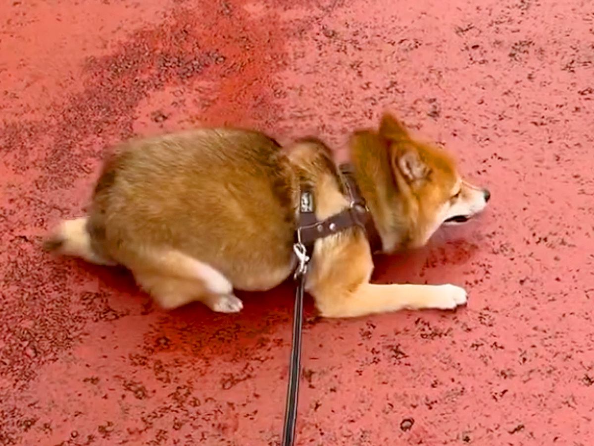 涼しくなったので、犬の散歩を2時間してみた結果→思った以上に嬉しそうで…激しすぎる『喜びの舞』が126万再生「爆笑したｗ」「可愛すぎ」