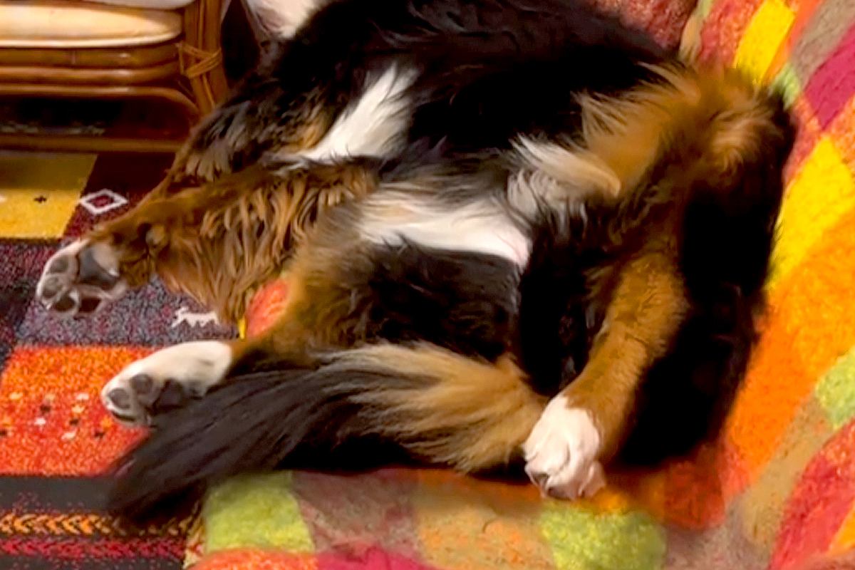 ソファでうたた寝する超大型犬→『起きて』と声をかけた結果…「家事後の私で草」「うちの父と同じｗｗ」あまりにも人間すぎる光景が95万再生