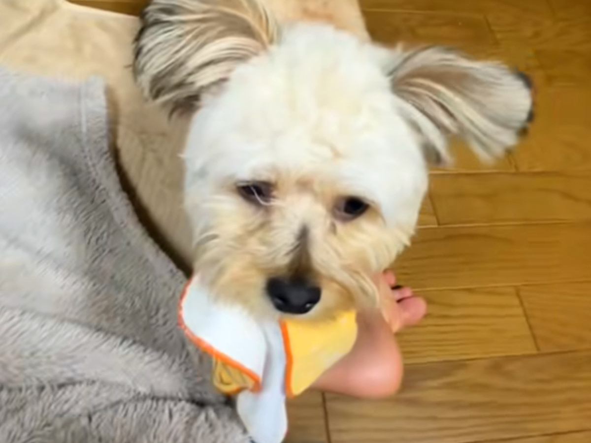 新生活に疲れ泣いていたら、犬がハンカチを持ってきてくれて…予想もつかなかった『まさかの結末』に4万5000いいね「笑う」「無理矢理で草」
