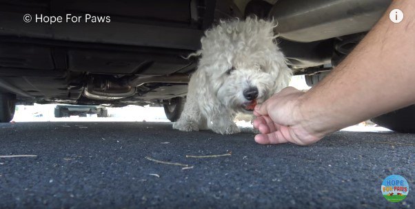 頭脳派小型犬の保護。なついたと見せかけて人を出し抜くカワイ子ちゃん！