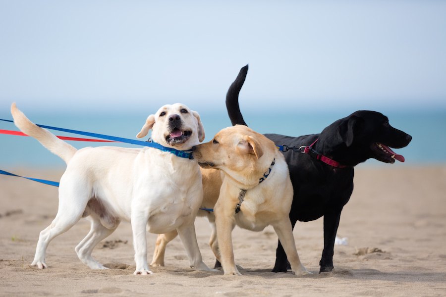 大型犬の平均寿命は何歳？長生きの秘訣まで