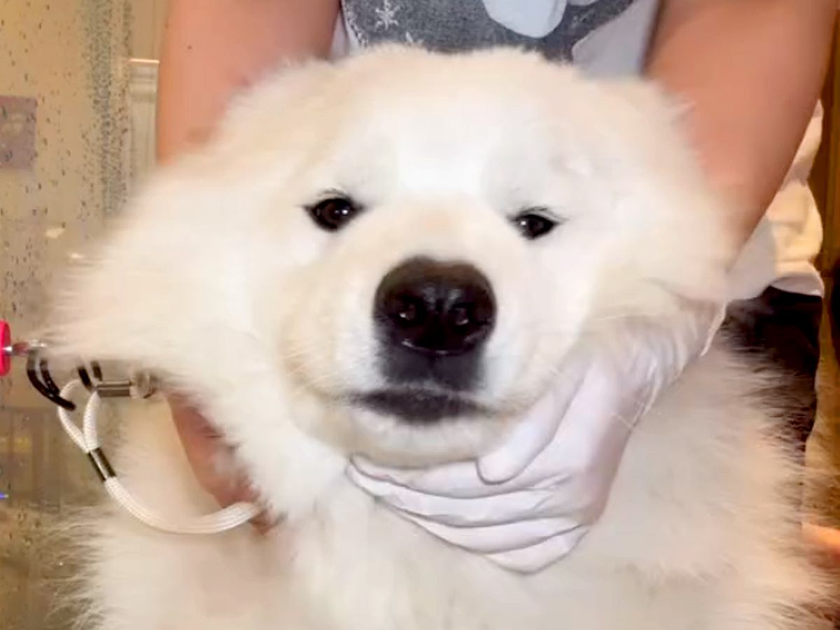 もっふもふの大型犬→『シャンプーに何時間かかるのか』密着した結果…思った以上に『壮絶な光景』が217万再生「明らかに飽きてて草」「大変」