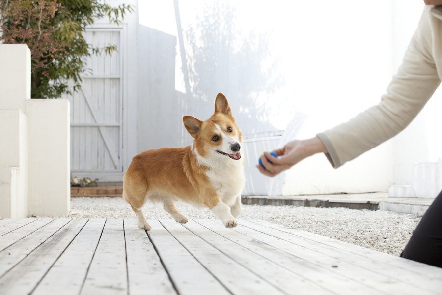 犬が『遊ぼう！』と誘ってきている時の仕草や行動５選