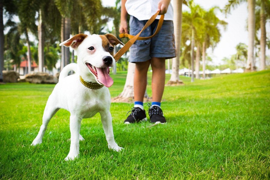 犬のノーリードはどれだけ危険なの？