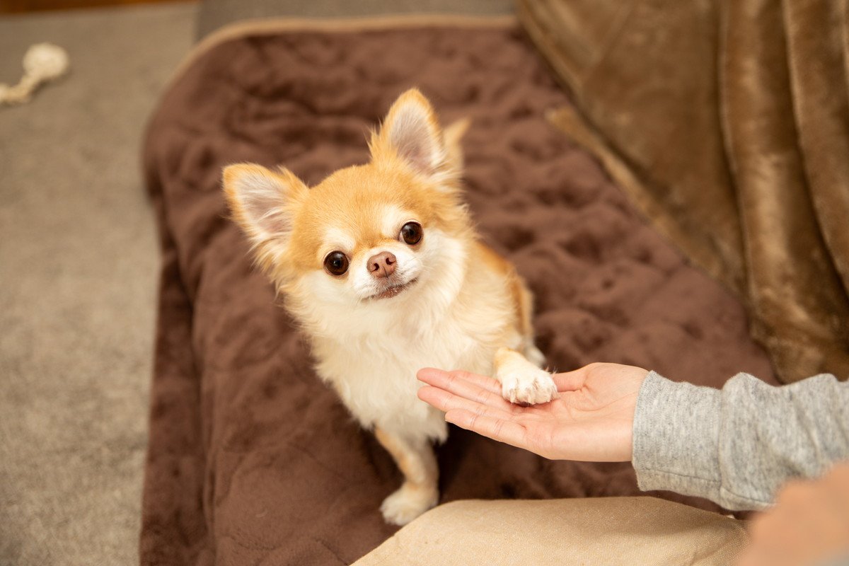 犬がやりがちな『ズル賢い』行動4つ　あなたの愛犬もしているかも？あざとい仕草の理由とは