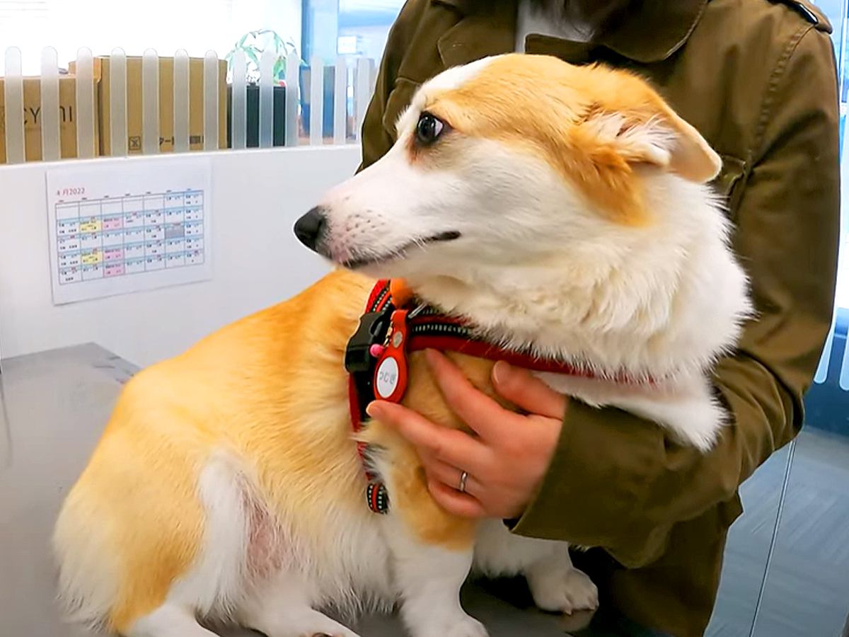 動物病院にやってきた犬→診察台の上で『２つの悲劇』に襲われた結果…人間のような『まさかの反応』が25万再生「哀愁がｗ」「笑ったｗ」と絶賛
