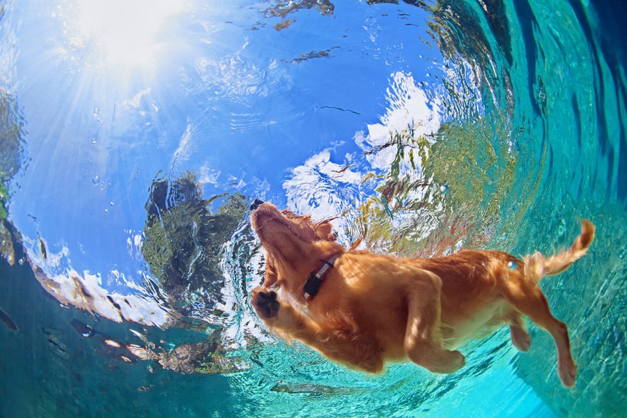 愛犬と夏を乗り切るために！猛暑前に知っておきたい5つの対策