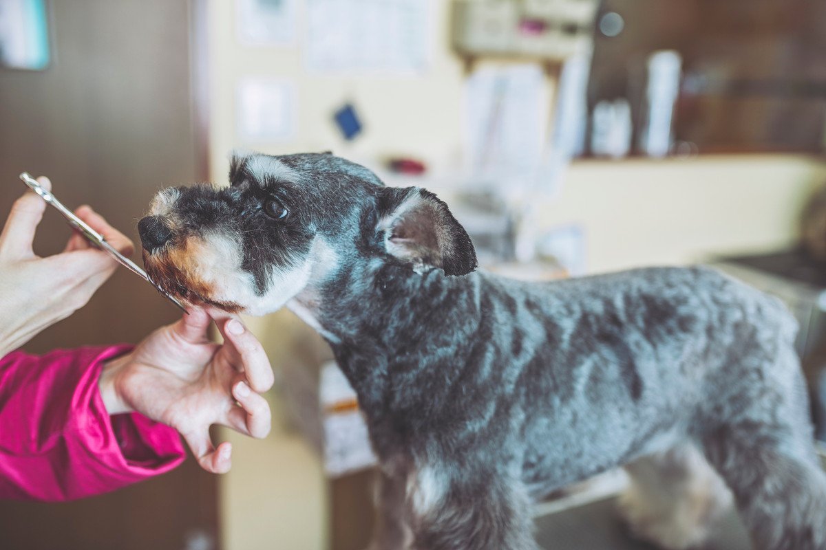 犬のトリミングでカットのみ対応のサロンってあるの？受け付けているお店が少ない3つの理由