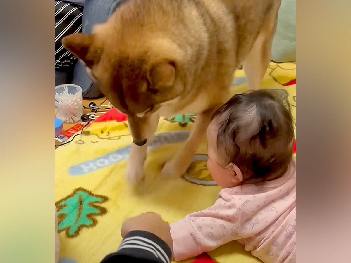 赤ちゃんの前で犬が『必死にホリホリした』結果…あまりにも可愛い『尊すぎるリアクション』が832万再生「誇らしげｗ」「優しい世界」と絶賛
