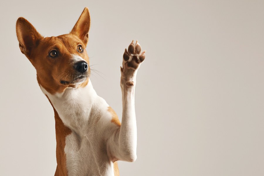 可愛い仕草♡犬が飼い主にタッチする心理５つ