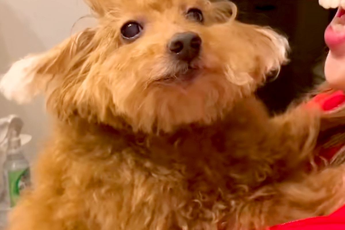 『本当にトイプー？』起きてきた犬の"寝ぐせ"を見てみたら…もはや別犬のような『衝撃の顔面』が173万再生「戦闘力高そうで草」「おもろｗ」