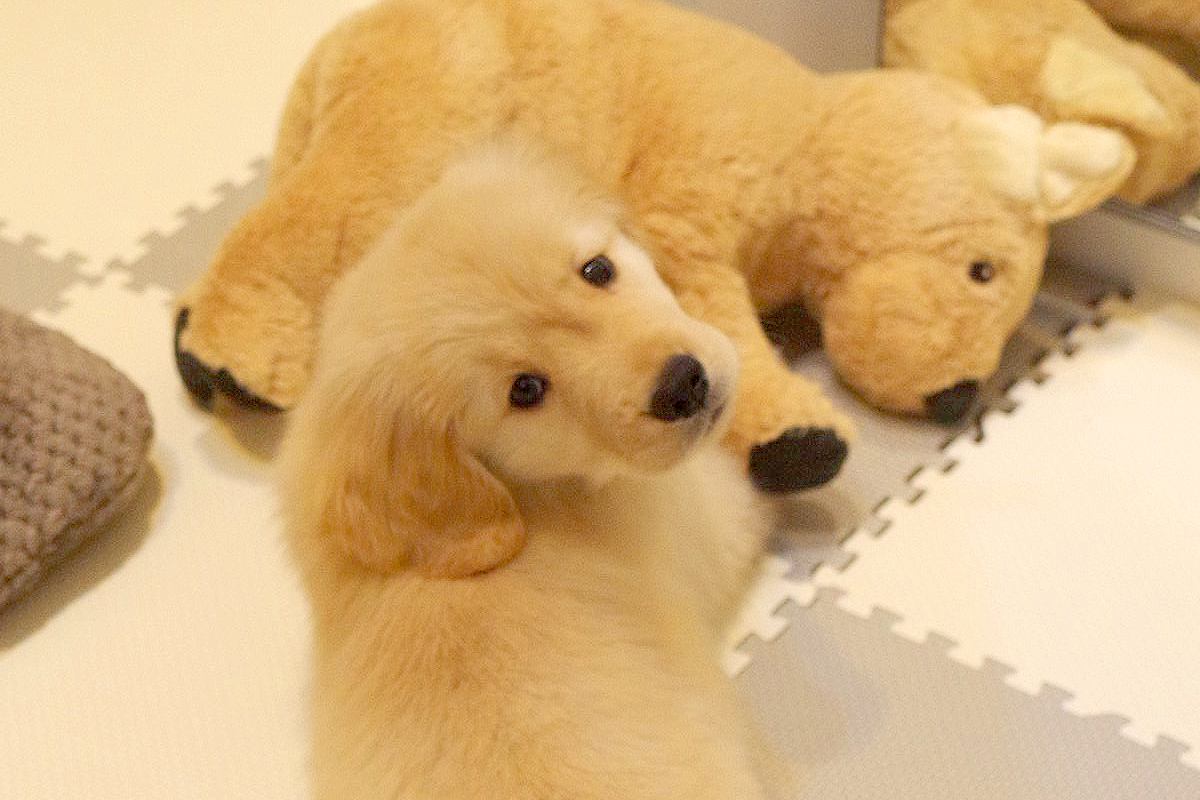 赤ちゃん犬にあげた『ワンコのぬいぐるみ』→3年後、久しぶりに出してあげたら…可愛すぎる現在に反響「どっちも可愛い」「立派に成長したね」