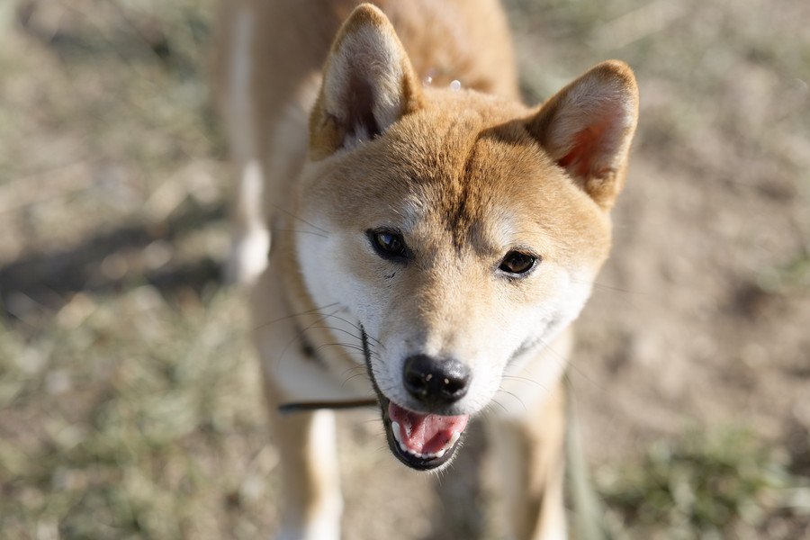 犬は写真を見ただけで『飼い主を見分ける』ことはできるの？