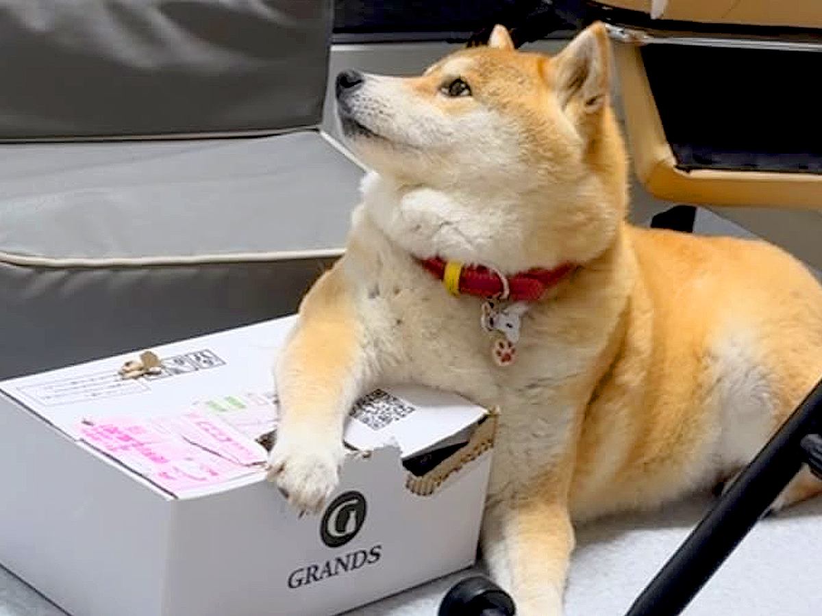 ドッグフードが入ったダンボールを守る犬→取り戻そうとした結果…衝撃的な『まさかの悲劇』が129万再生「お互い必死ｗ」「わちゃわちゃで草」