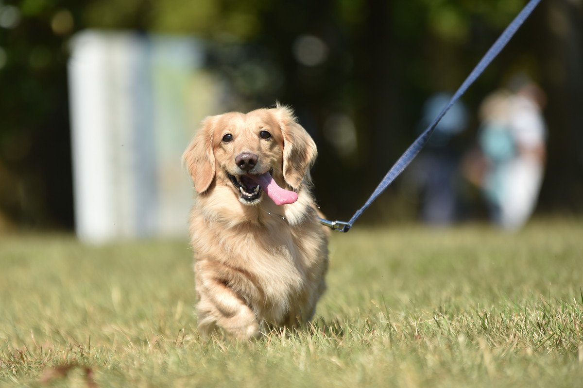犬の散歩中『絶対にしてはいけないNG行為』4つ　トラブルの原因になりかねない注意点とは