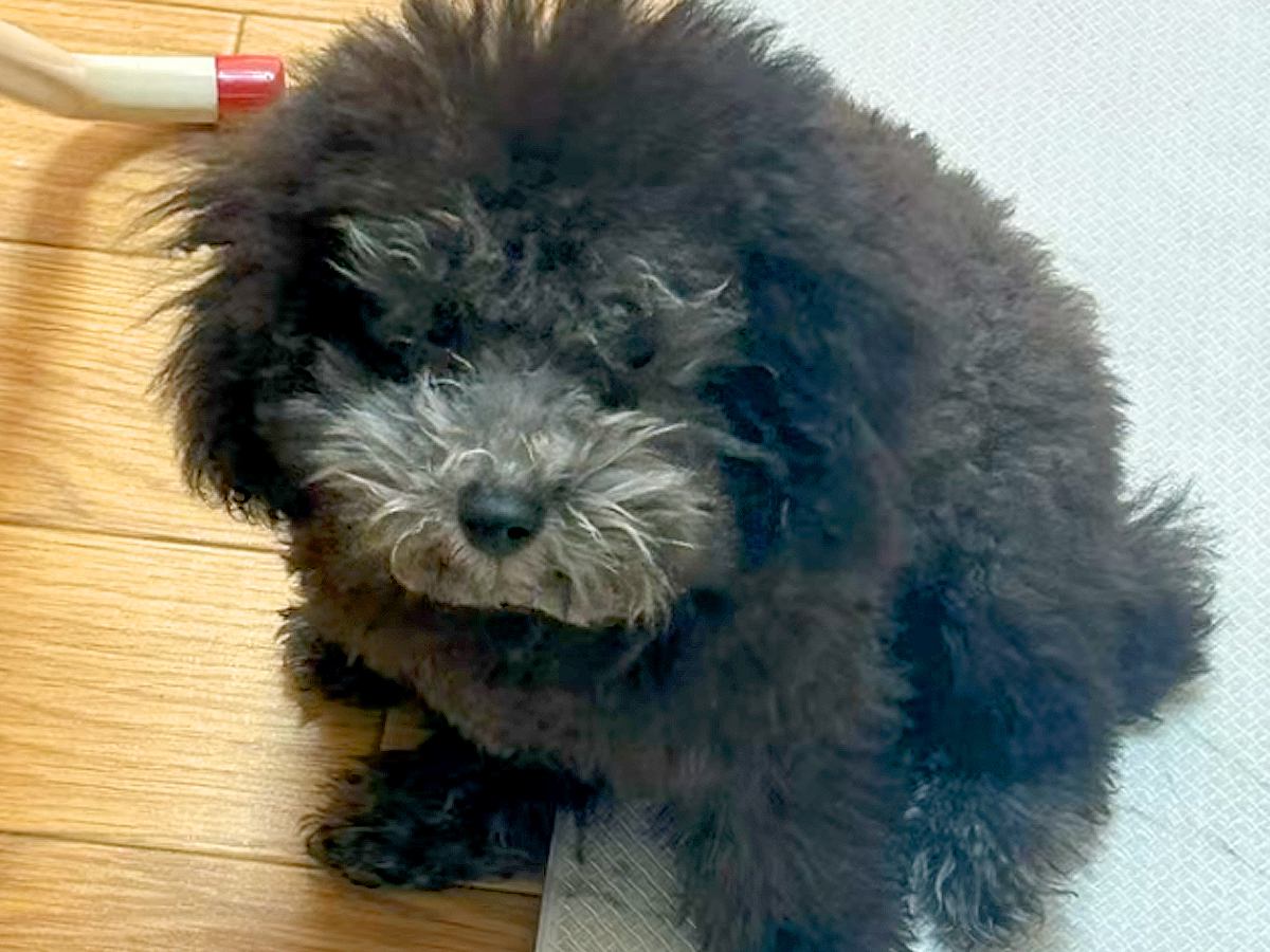 『お店で売れ残ってしまった犬』を家族で話し合って飼った結果…思わず涙する『現在の光景』に感動の声「ずっと待ってたんだね…」「運命だった」