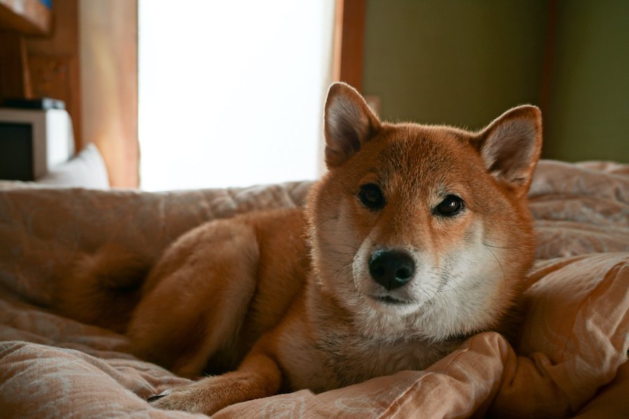 庭 ショップ で 飼える ペット