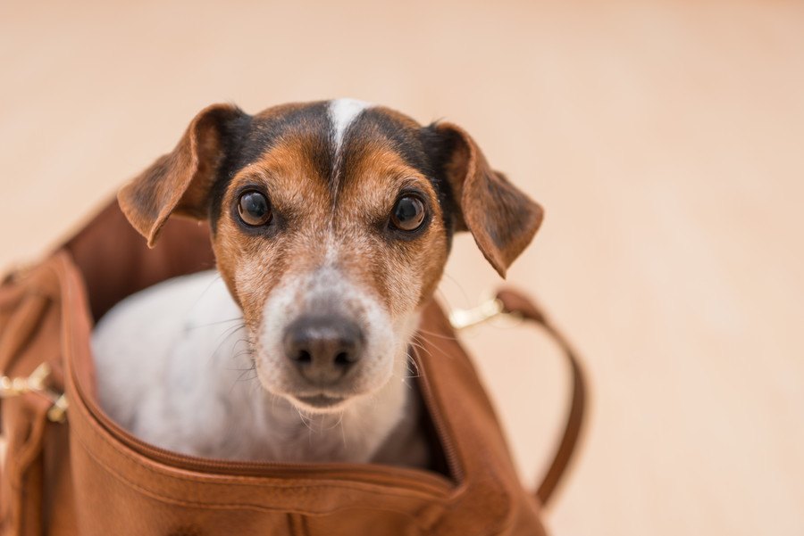 『買う必要がなかった犬用品』３選！実はあまり使わないものとは？