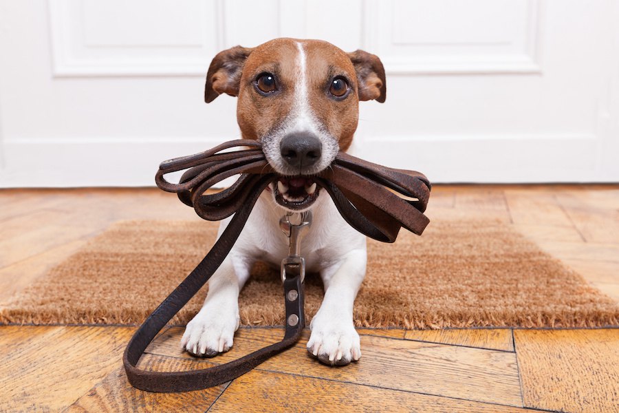 寒い日も犬の散歩は必要？