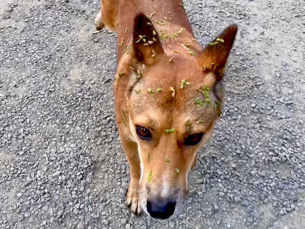 突然現れた野良犬を保護→一緒に暮らした結果…当時は想像もできなかった『現在の光景』が10万再生「運命」「表情から幸せ伝わってくる」と絶賛
