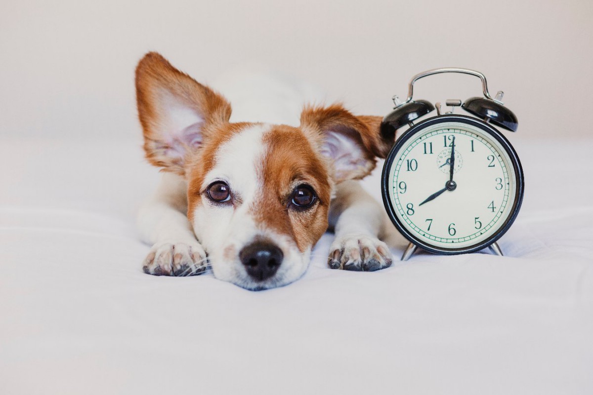 犬に留守番を12時間させても大丈夫？リスクと注意点を解説