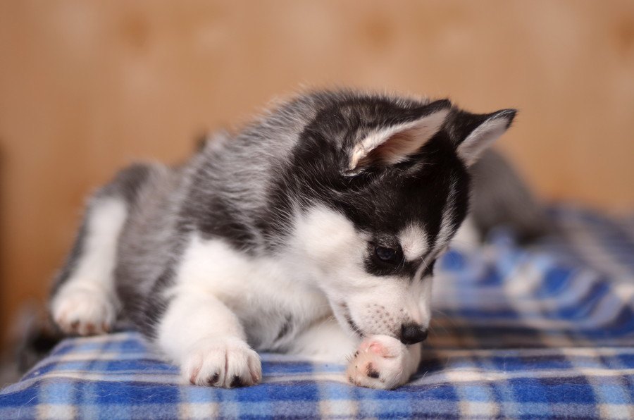 犬が自分の肉球をずっと舐める心理４つ