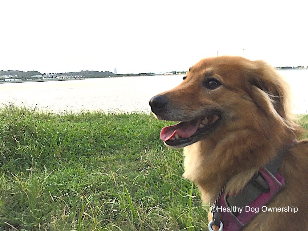 犬の気持ちを知るために必要なこと ～環境エンリッチメントについて～