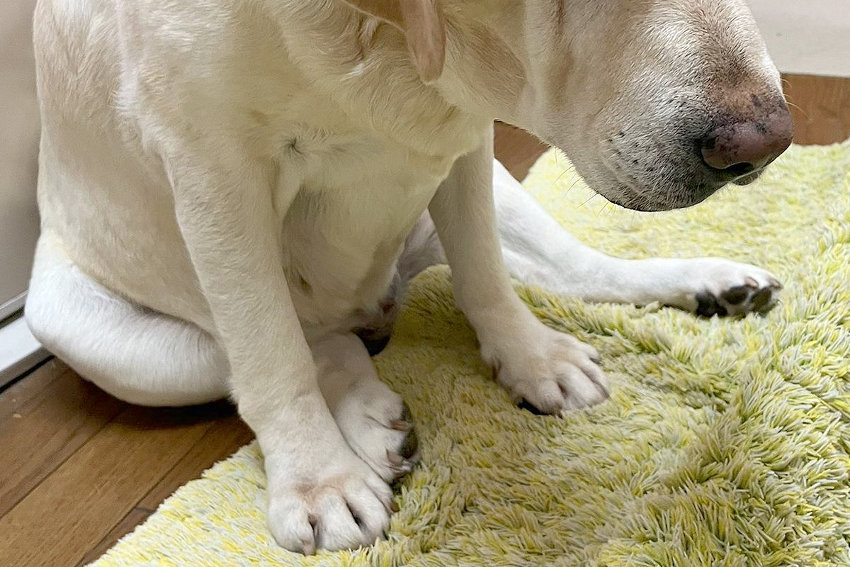 夕飯を作っていたら、すぐ近くにきた大型犬→『何日も食べていません』と言っているようで…まさかの表情に爆笑「悲壮感凄いｗｗ」「演技派で草」