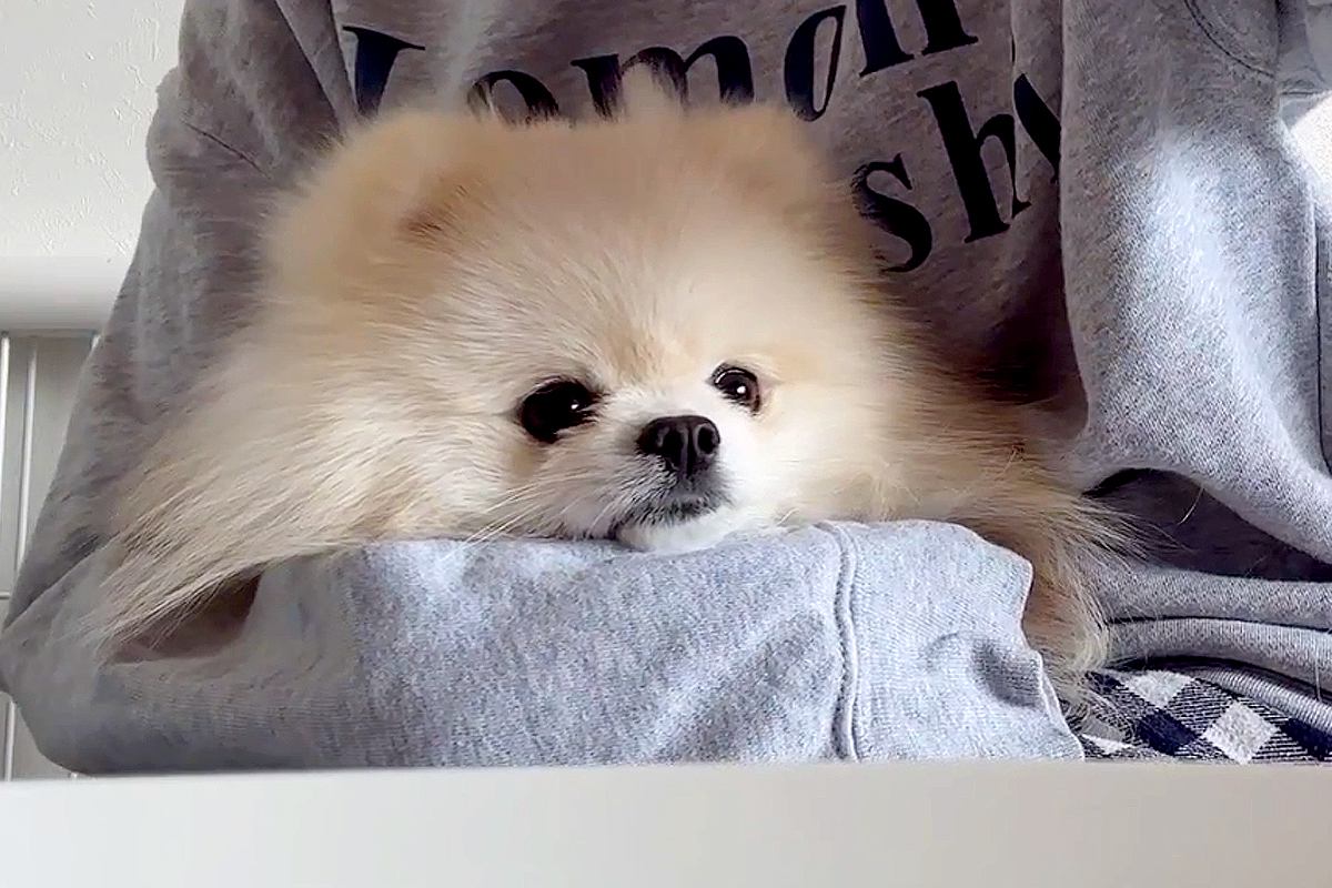 体調不良が続いてぐったりしていたら『犬と猫』が心配をしてくれて…そばで優しく寄り添う光景に反響「健気で可愛い」「いい子過ぎて感動」