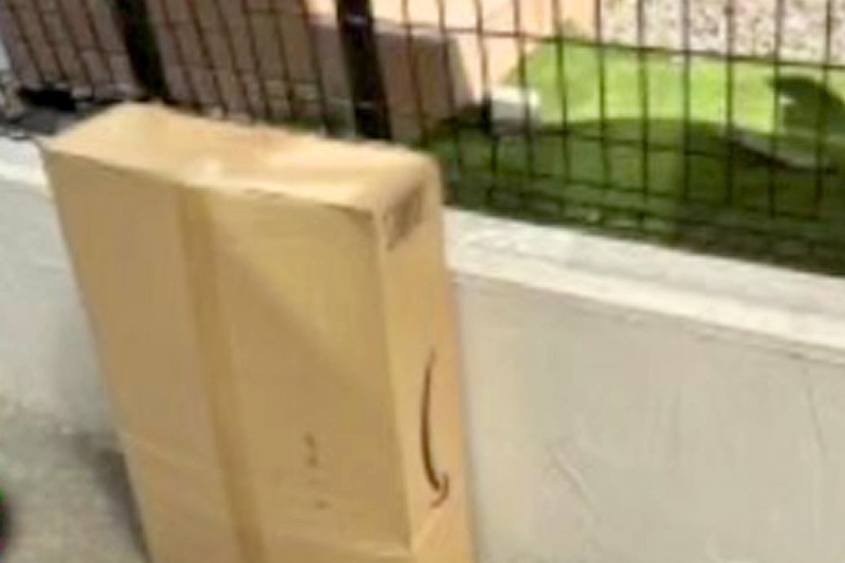 配達員から『お届け完了』の通知→写真を確認してみると、庭に…荷物だけではなかった『報告の一枚』に反響「なんかほっこり」「サービス精神」