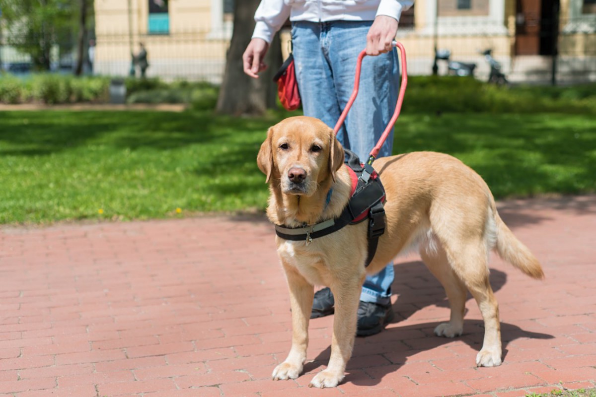 イギリスの盲導犬チャリティ団体がスタートさせた遺伝子研究プロジェクト