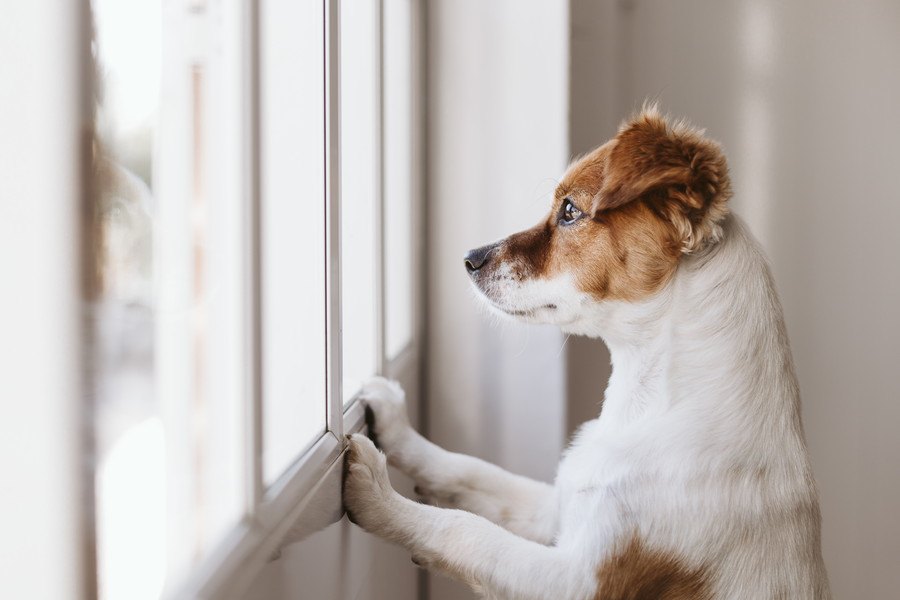 甘えん坊じゃなくてワガママ？！実はNGな犬の行動４つ