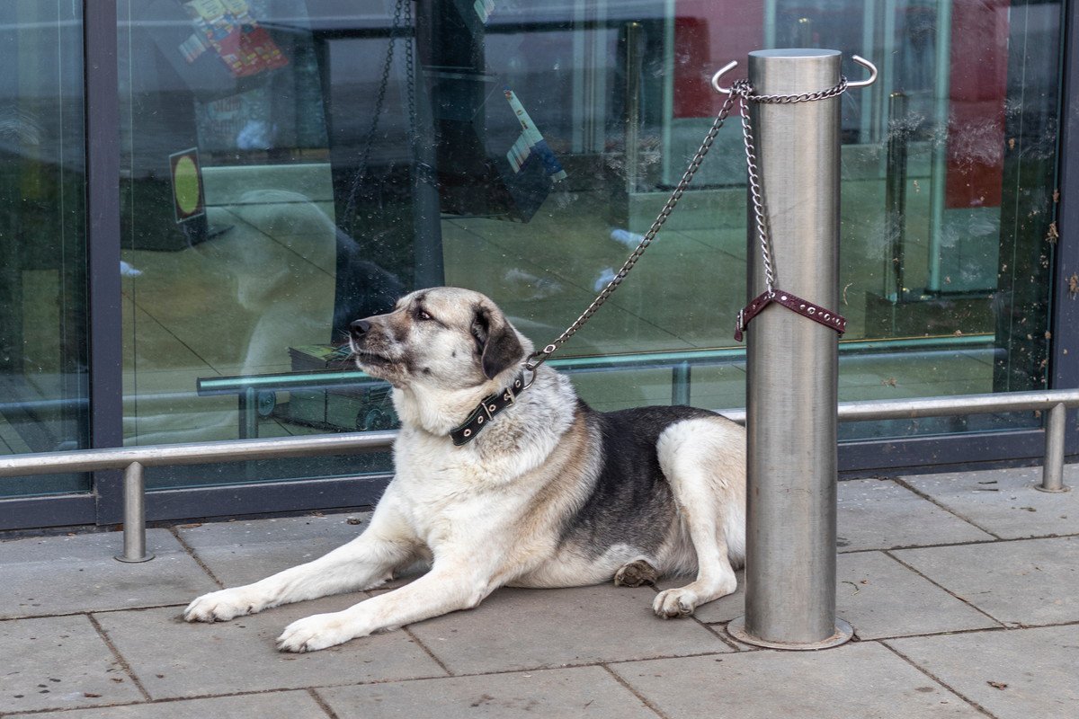 犬を『店の外で待たせる』のはNG？連れ去られる危険性や避けるべき理由を解説