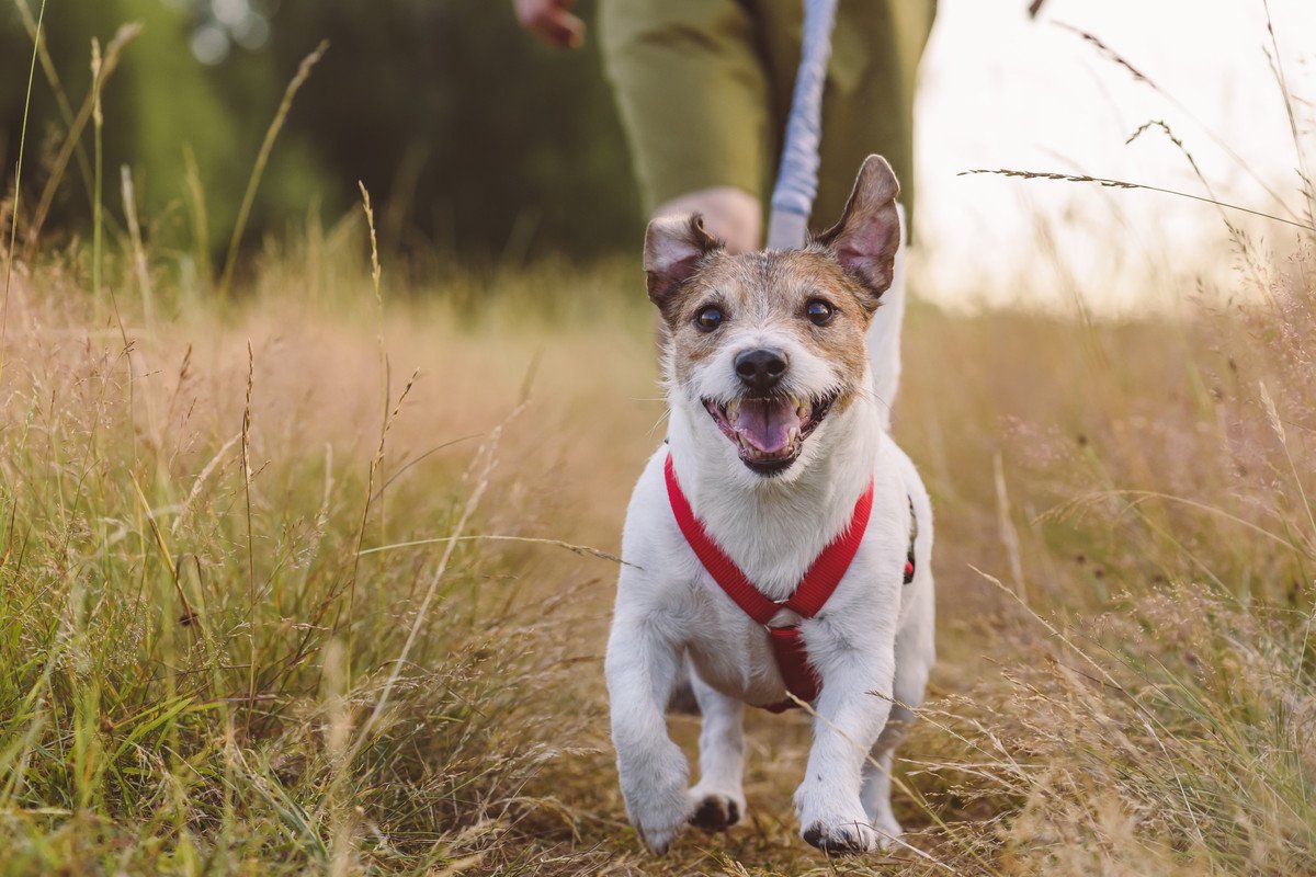 犬の飼い主が今すぐ見直すべき『生活習慣』5つ　愛犬の健康維持のために意識すべきポイントまで