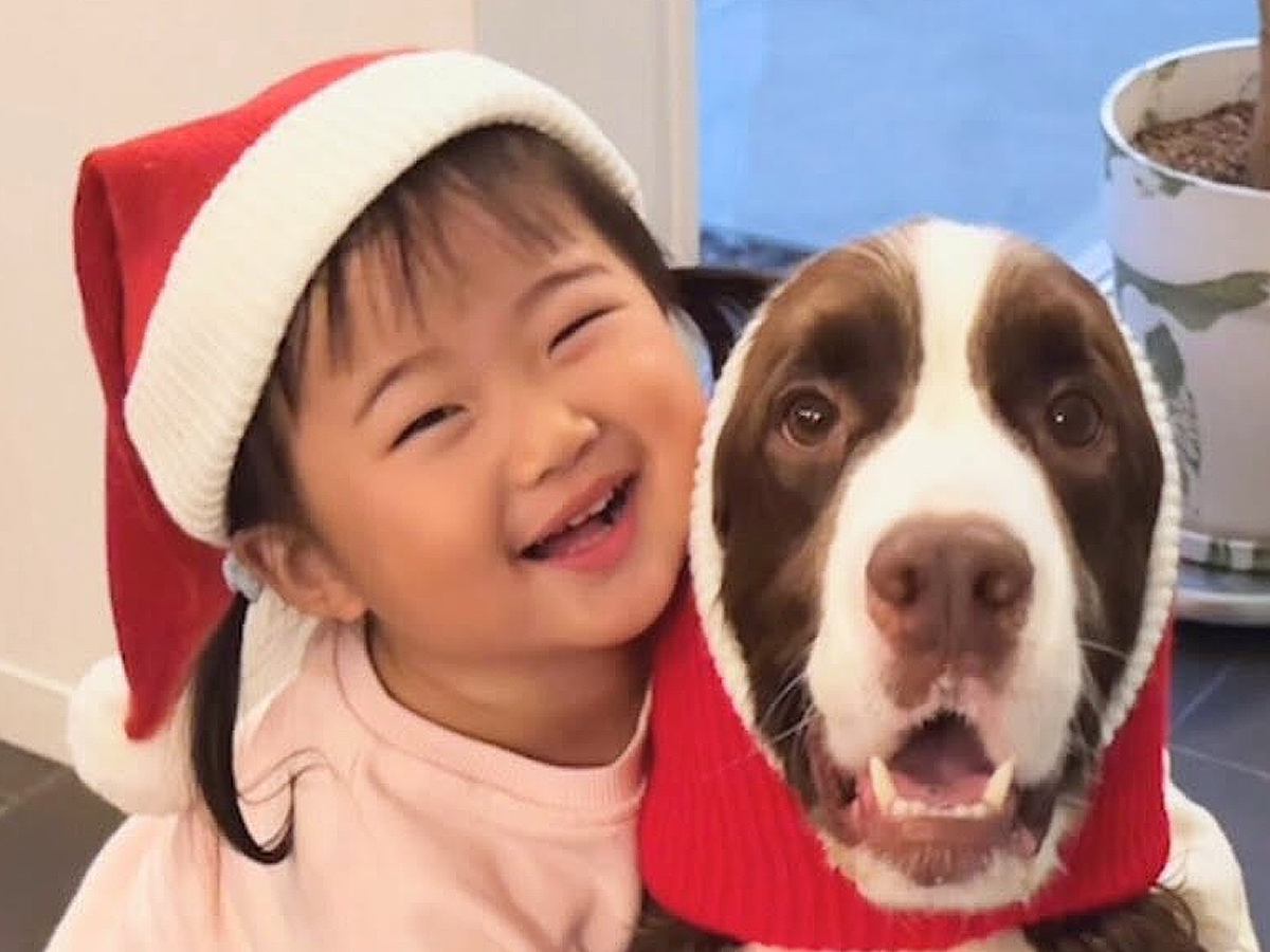 クリスマスが待ちきれない女の子と大型犬…あまりにも愛おしい『サンタさんごっこ』を始める光景が話題「最高に癒される」「毎日見たい」と反響