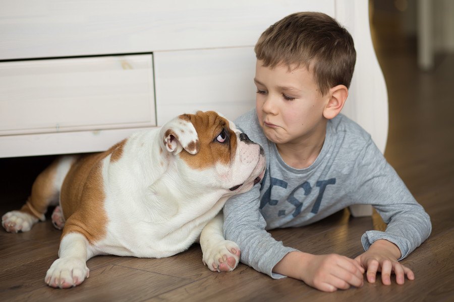 犬は飼い主が落ち込んでるのを理解してる？