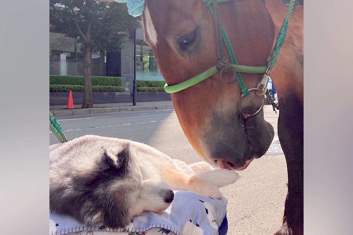 寝たきりの16歳の老犬が、お友だちの『お馬さん』に会いに行った結果…奇跡的な『まさかの光景』に称賛の声「本当すごい…」「友情に感動した」