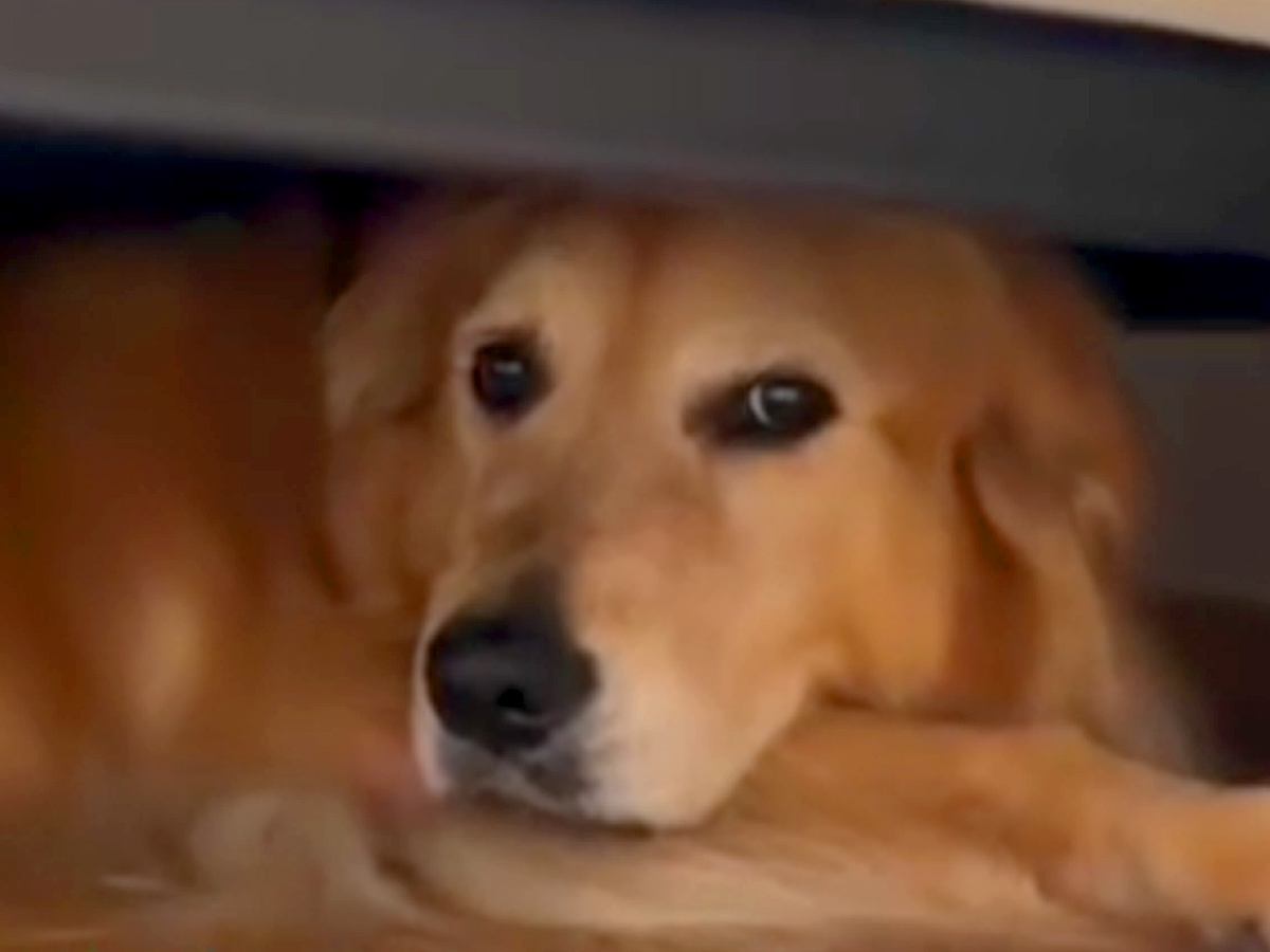 『怖いからヤダ！』雷に怯えてソファの下から出ない大型犬→愛する父が帰ってきたら…まさかの行動に「大変そうｗ」「笑顔可愛い」と11万再生